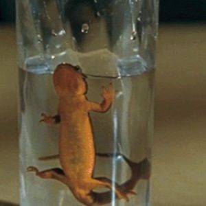 Meet your Posher, Leah